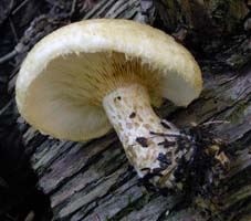 Lactarius scrobiculatus var. canadensis.